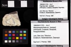 Foto (Objket + Etiketten) von Goniodromites bidentatus (Reuss, 1858) 